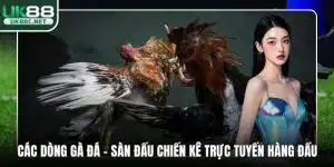 Các dòng gà đá