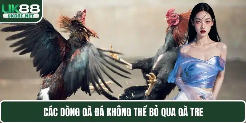 Các dòng gà đá không thể bỏ qua gà tre