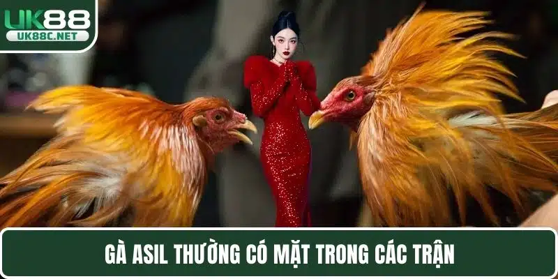 Gà Asil thường có mặt trong các trận