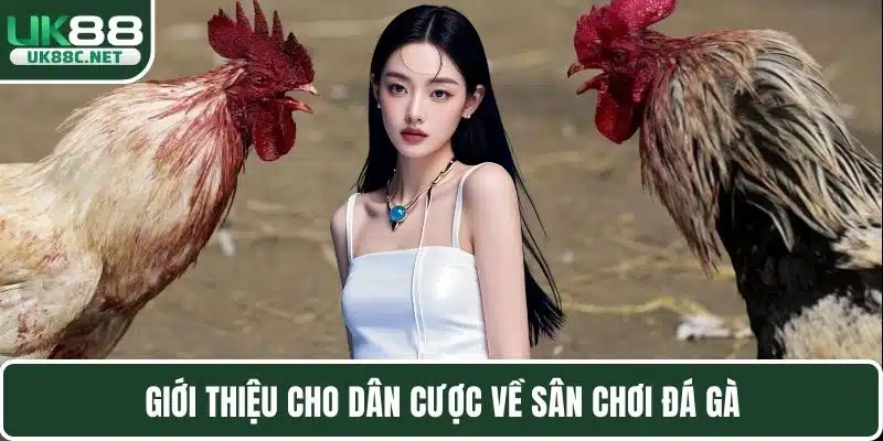 Giới thiệu cho dân cược về sân chơi đá gà