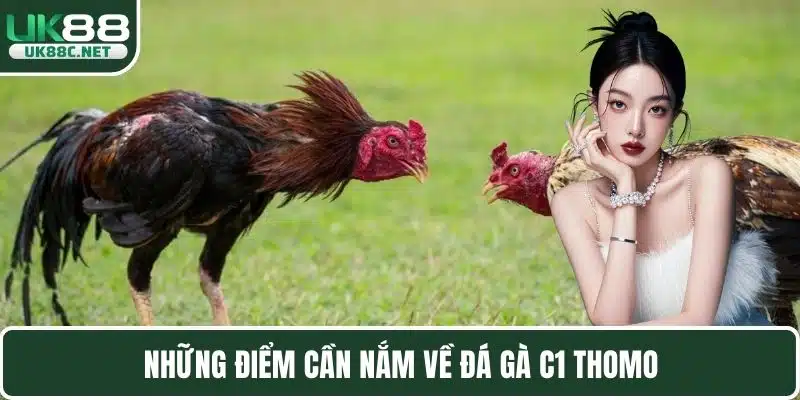 Những điểm cần nắm về đá gà C1 thomo