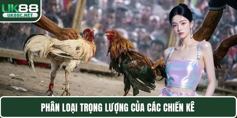 Phân loại trọng lượng của các chiến kê 