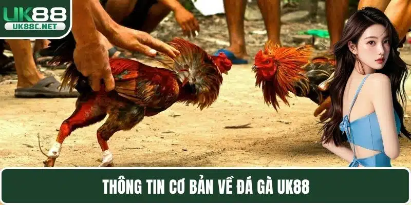 Thông tin cơ bản về đá gà UK88